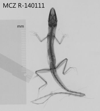 Media type: image;   Herpetology R-140111 Aspect: dorsoventral x-ray